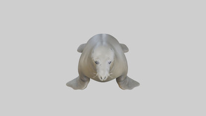 Standing Elephant Seal Model VR / AR / low-poly
