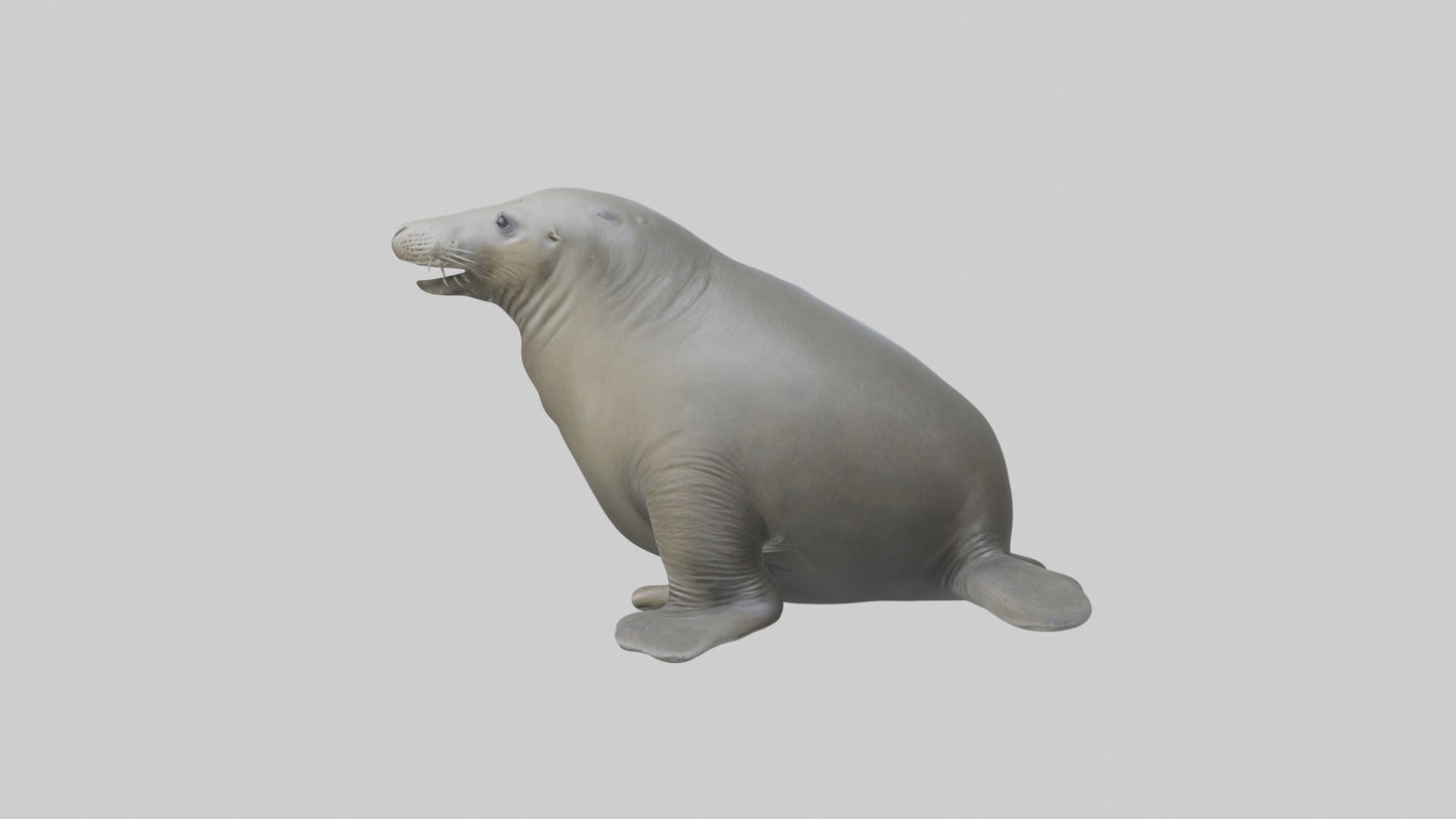 Standing Elephant Seal Model VR / AR / low-poly
