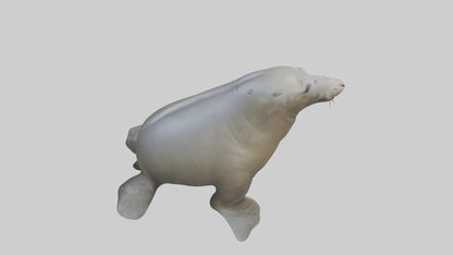Standing Elephant Seal Model VR / AR / low-poly