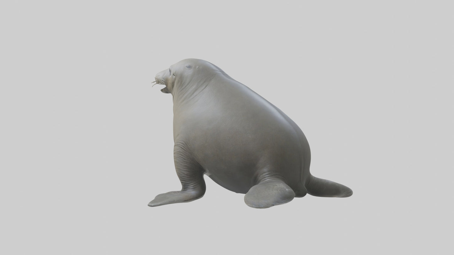 Standing Elephant Seal Model VR / AR / low-poly