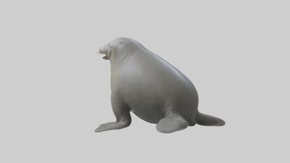 Standing Elephant Seal Model VR / AR / low-poly