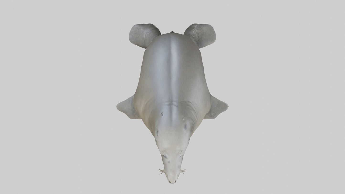 Standing Elephant Seal Model VR / AR / low-poly