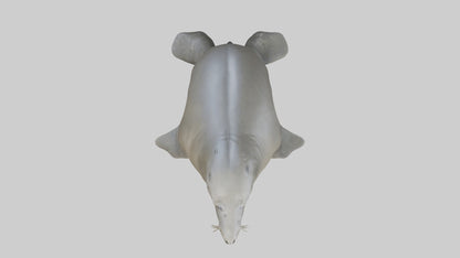 Standing Elephant Seal Model VR / AR / low-poly