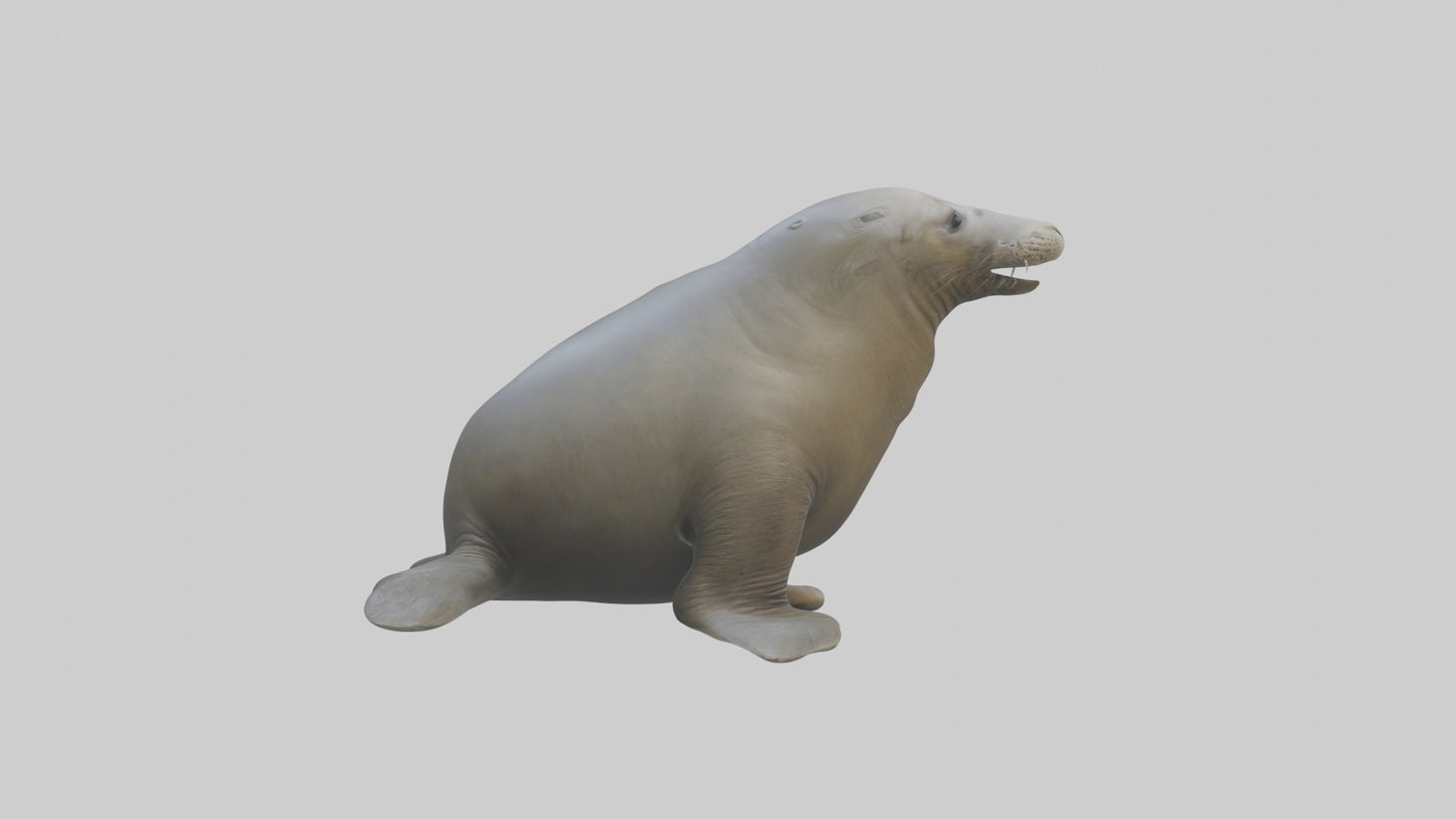 Standing Elephant Seal Model VR / AR / low-poly