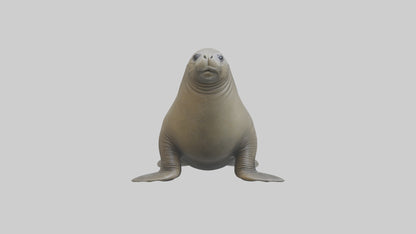 Standing Elephant Seal Model VR / AR / low-poly