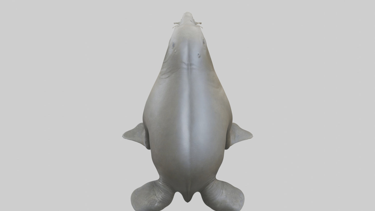 Standing Elephant Seal Model VR / AR / low-poly
