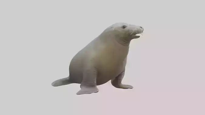 Standing Elephant Seal Model VR / AR / low-poly