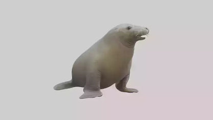 Standing Elephant Seal Model VR / AR / low-poly