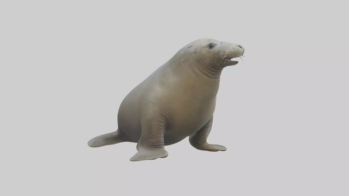 Standing Elephant Seal Model VR / AR / low-poly