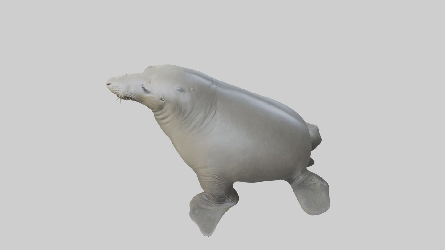 Standing Elephant Seal Model VR / AR / low-poly