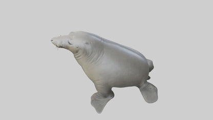 Standing Elephant Seal Model VR / AR / low-poly