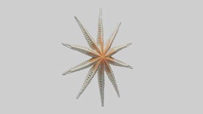 Starfish Skeleton model 3D model