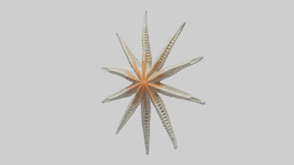 Starfish Skeleton model 3D model