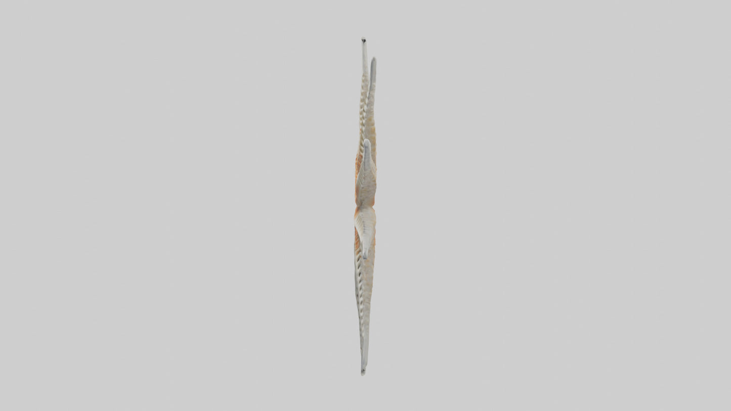 Starfish Skeleton model 3D model