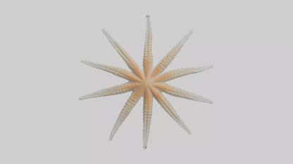 Starfish Skeleton model 3D model