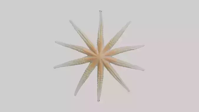 Starfish Skeleton model 3D model