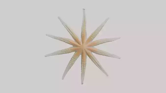 Starfish Skeleton model 3D model