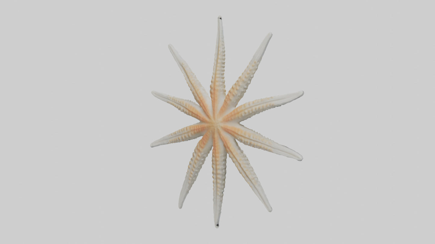 Starfish Skeleton model 3D model