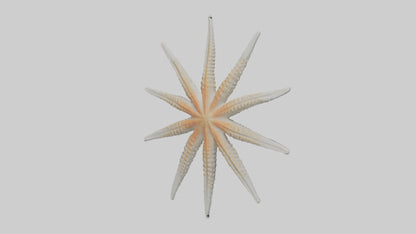 Starfish Skeleton model 3D model