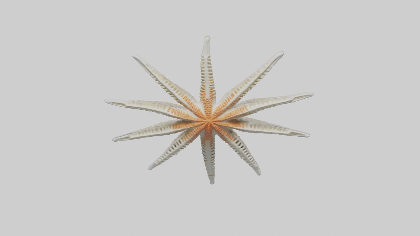 Starfish Skeleton model 3D model