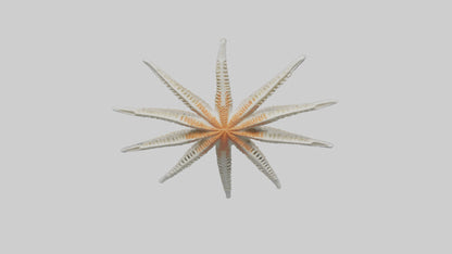 Starfish Skeleton model 3D model