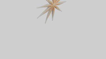 Starfish Skeleton model 3D model