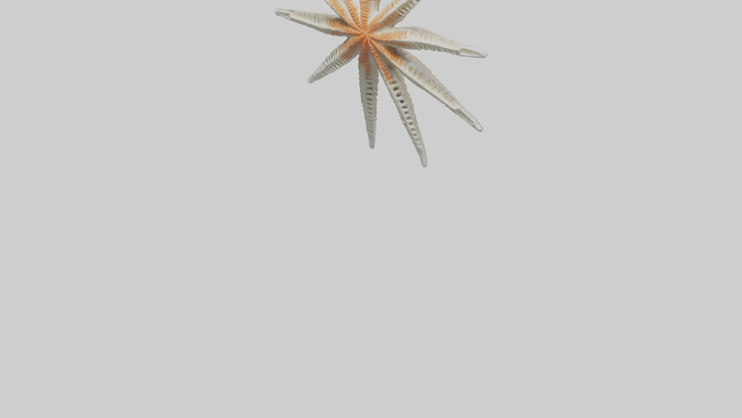 Starfish Skeleton model 3D model