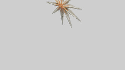 Starfish Skeleton model 3D model