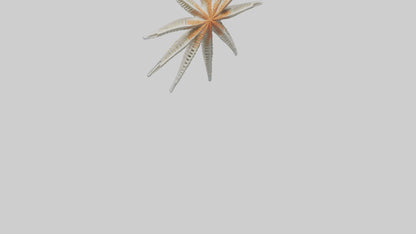 Starfish Skeleton model 3D model