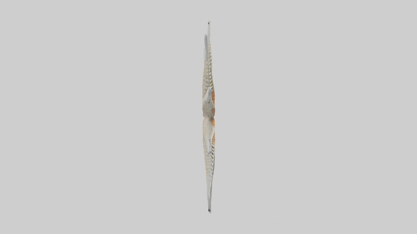 Starfish Skeleton model 3D model