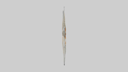 Starfish Skeleton model 3D model