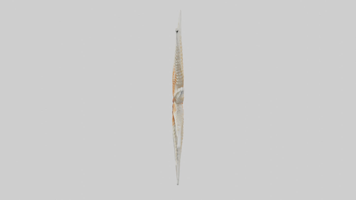 Starfish Skeleton model 3D model