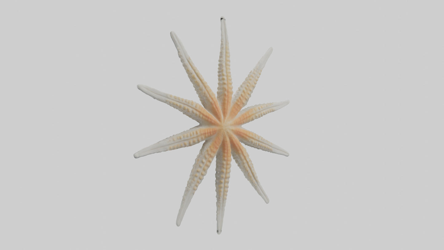 Starfish Skeleton model 3D model