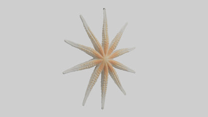 Starfish Skeleton model 3D model