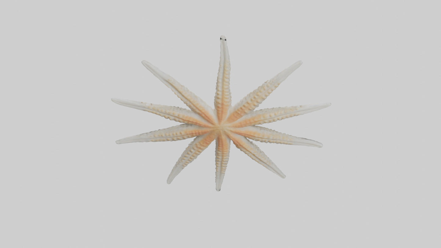 Starfish Skeleton model 3D model