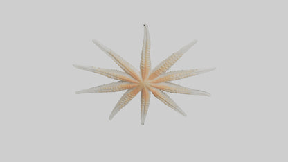 Starfish Skeleton model 3D model