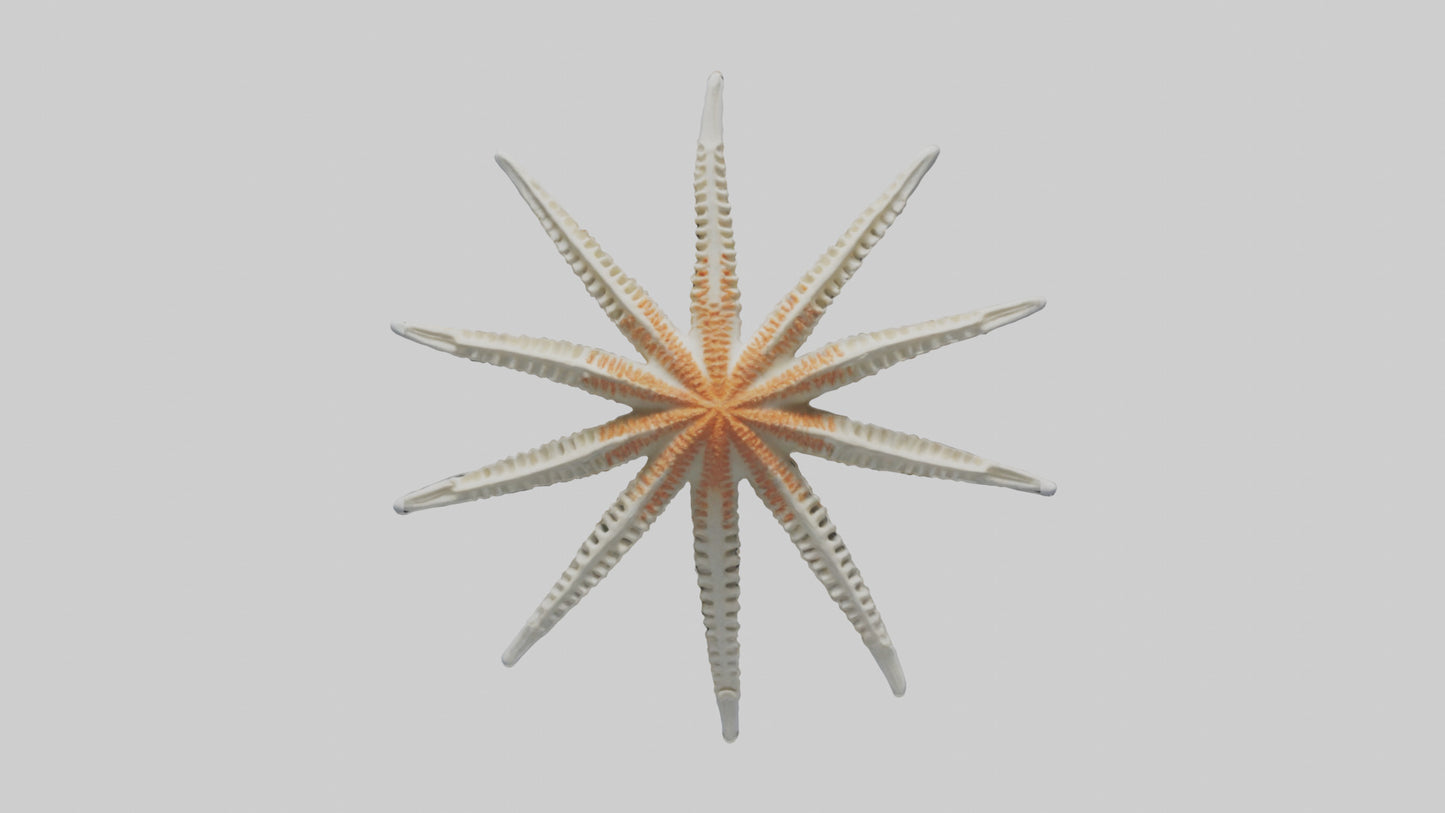 Starfish Skeleton model 3D model