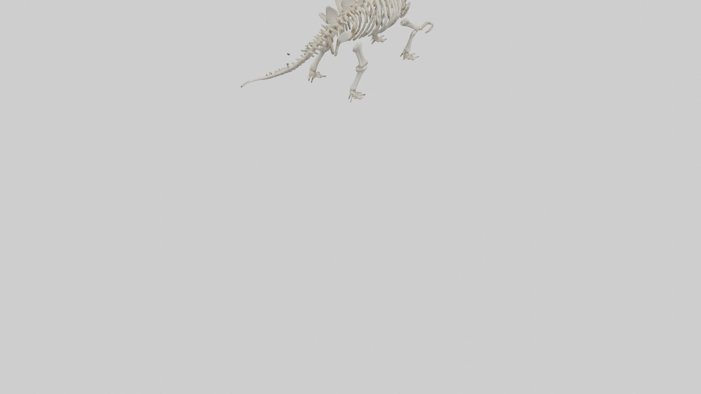 Stegosaurus Skeleton model 3D model
