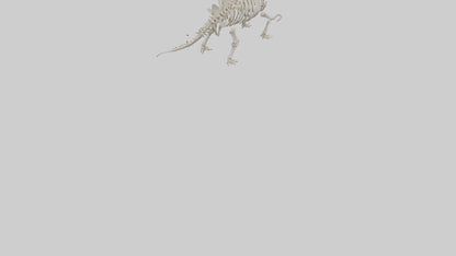 Stegosaurus Skeleton model 3D model