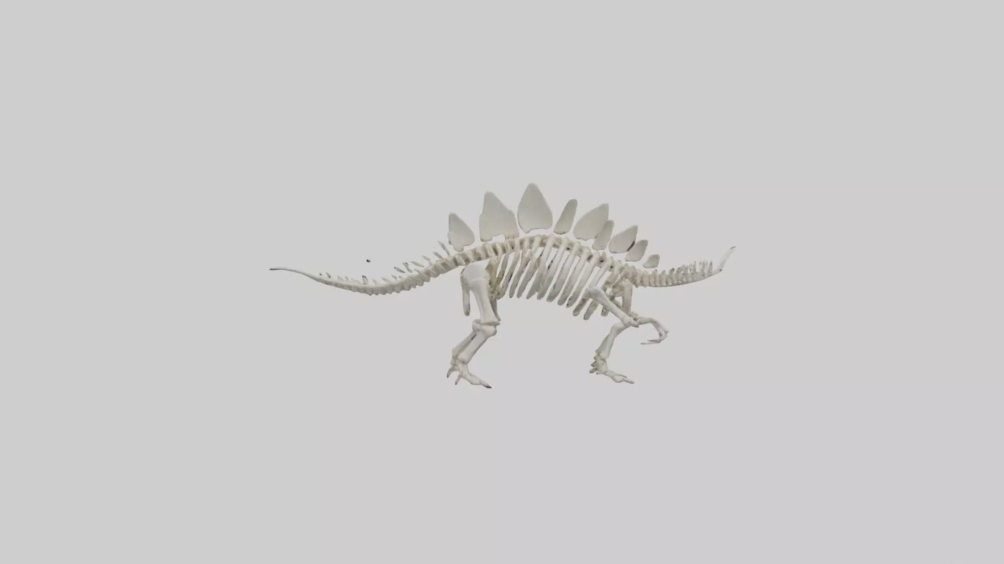 Stegosaurus Skeleton model 3D model
