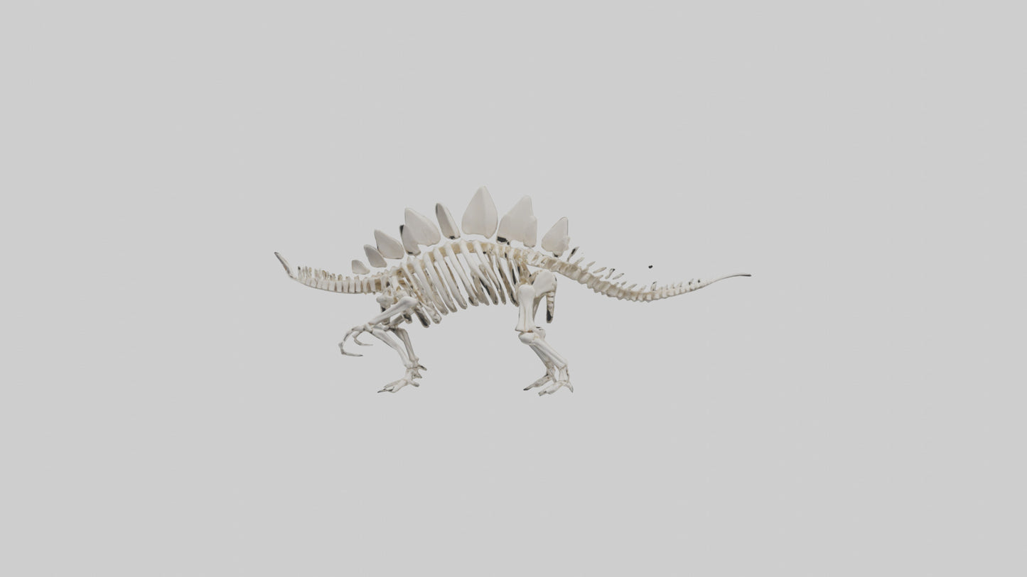 Stegosaurus Skeleton model 3D model