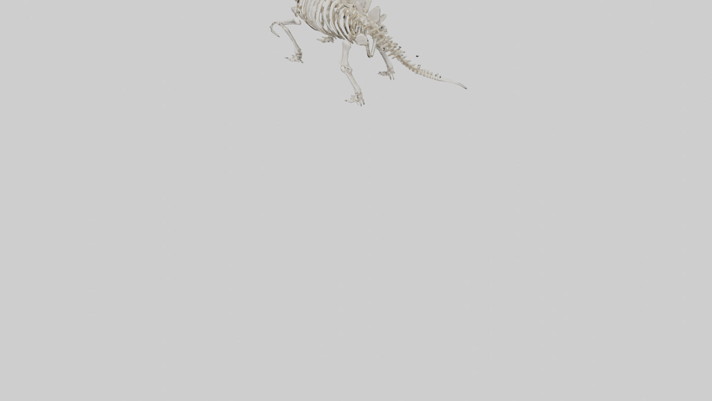 Stegosaurus Skeleton model 3D model