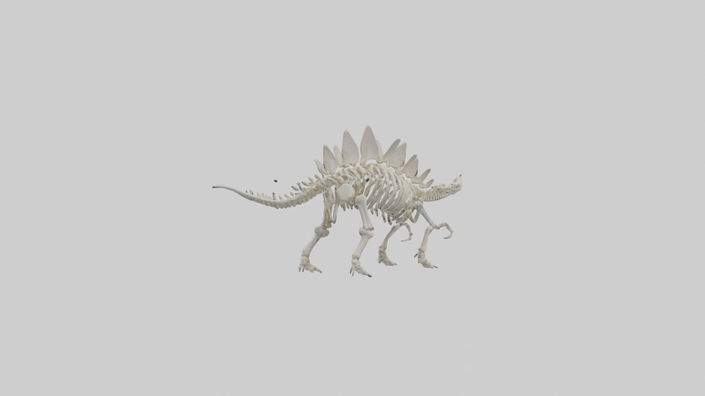 Stegosaurus Skeleton model 3D model