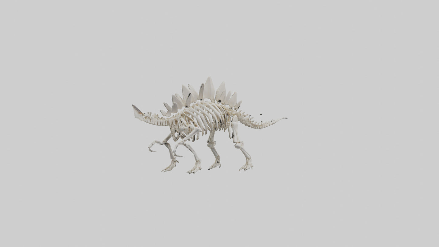 Stegosaurus Skeleton model 3D model