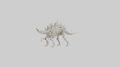 Stegosaurus Skeleton model 3D model