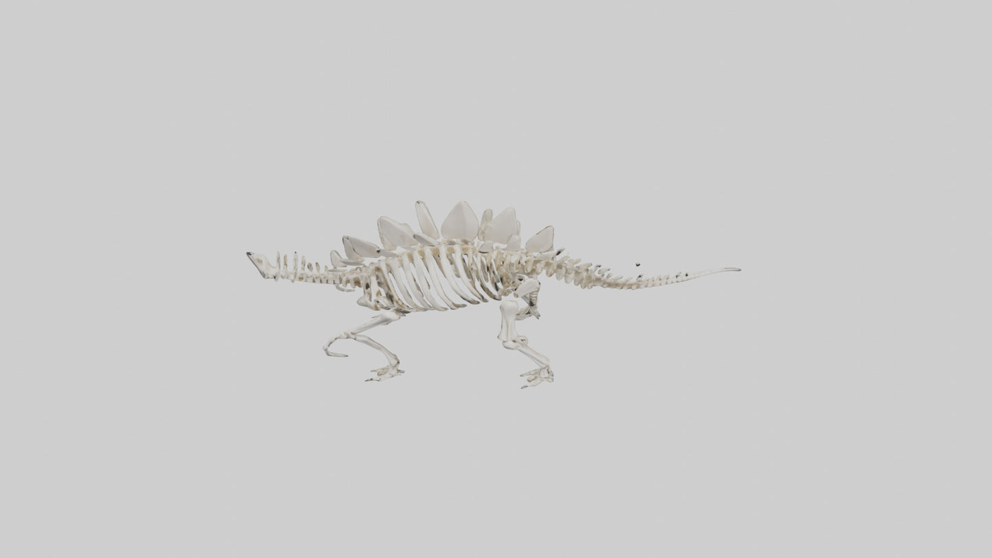Stegosaurus Skeleton model 3D model