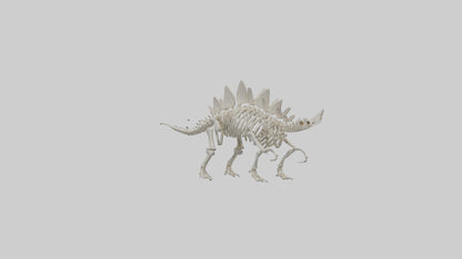 Stegosaurus Skeleton model 3D model