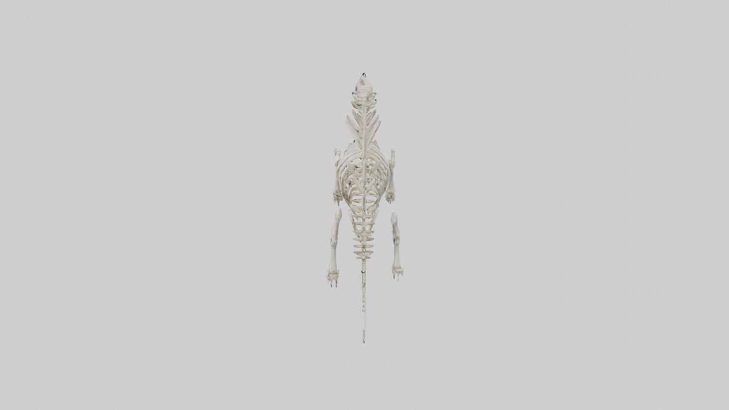 Stegosaurus Skeleton model 3D model