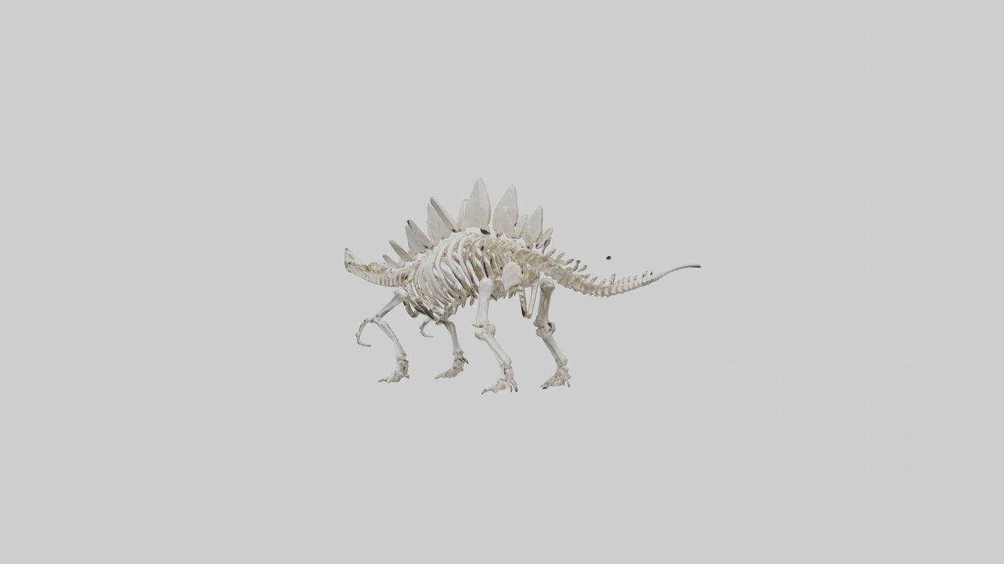 Stegosaurus Skeleton model 3D model