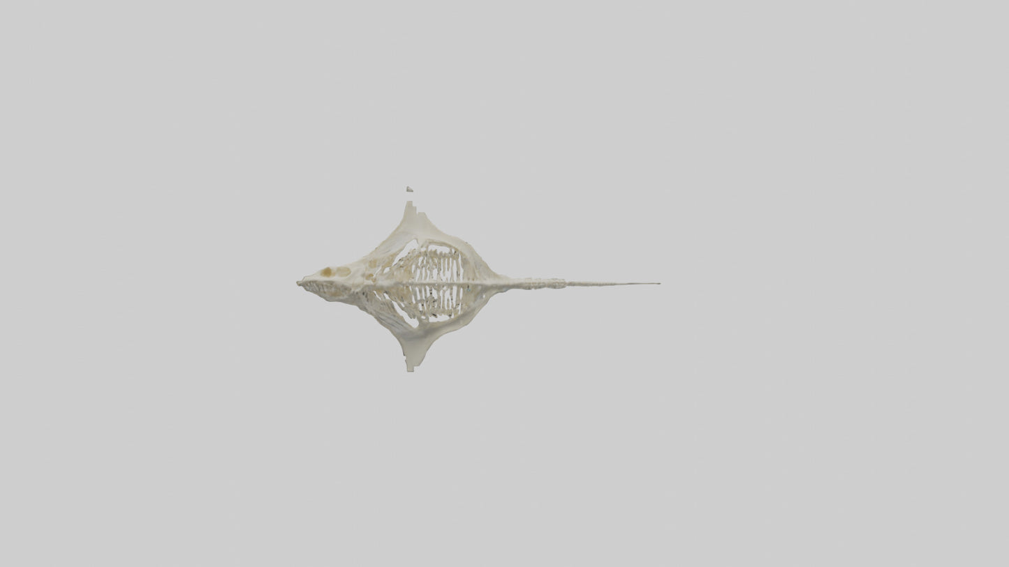 Stingray Skeleton model 3D model